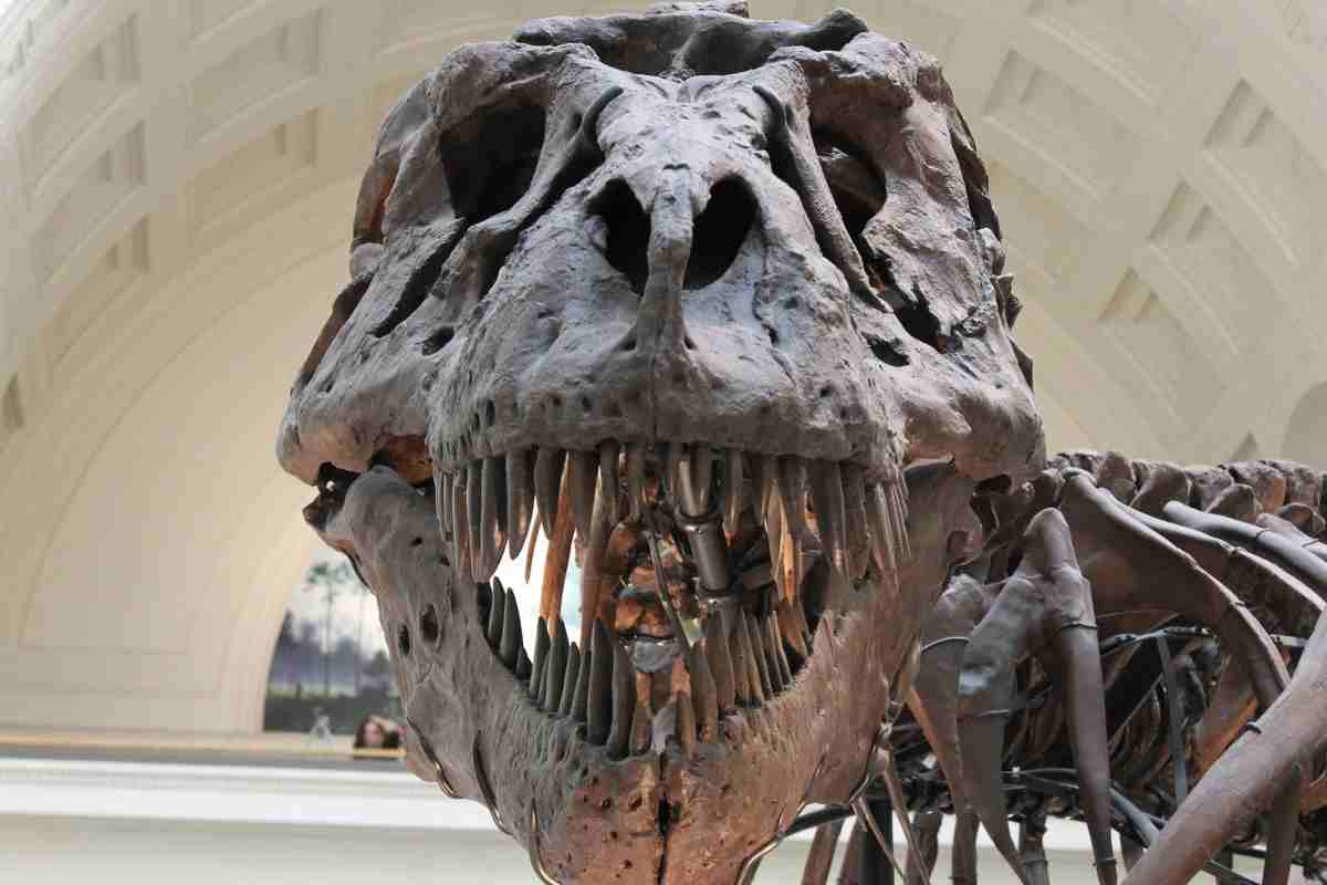 In quanto tempo sono morti i dinosauri? Ed è stata tutta colpa dell’asteroide?